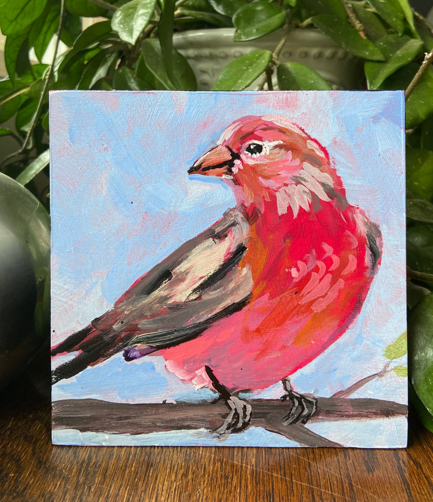 Happy House Finch