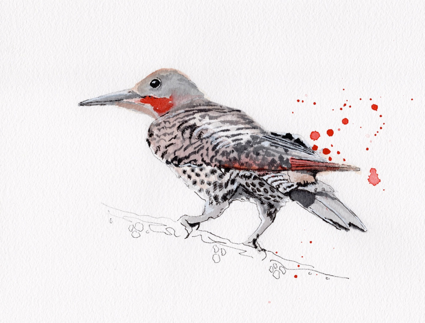 Norther Flicker Reproduction Print
