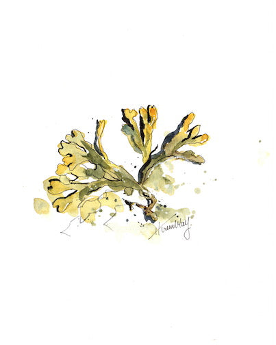 Watercolour study of gold sea kelp