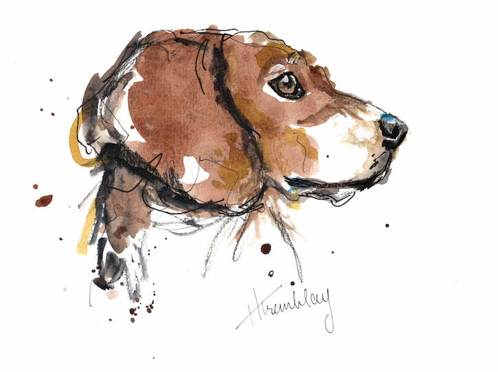 A brown and white beagle painted in watercolour