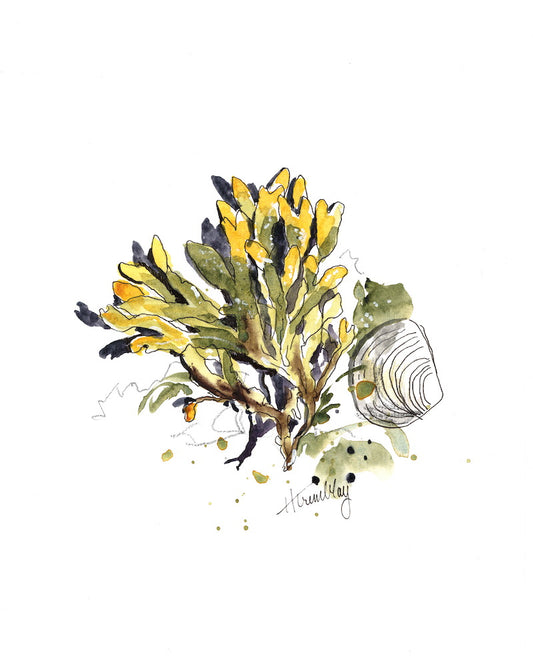 Gold kelp and a clam shell painted in watercolour