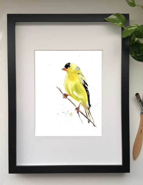 Goldfinch