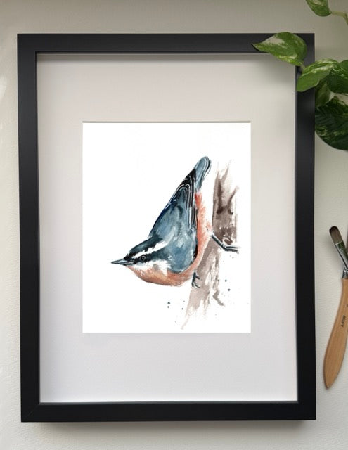 Nuthatch