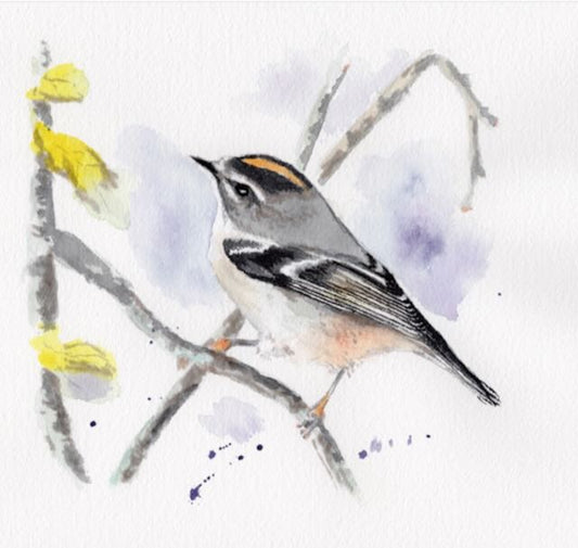 Golden-Crowned Kinglet Reproduction Print