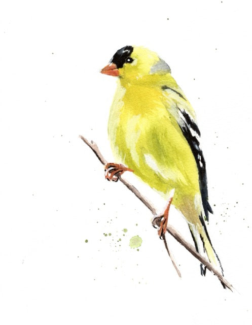 Goldfinch