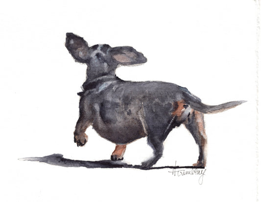 Dachshund  Reproduction Print