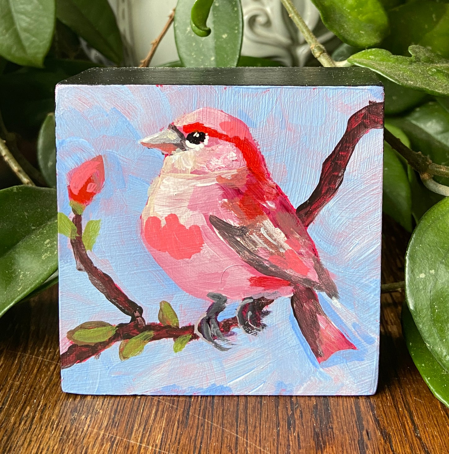 Funny Little Finch