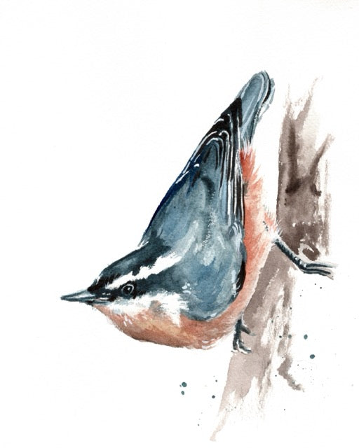 Nuthatch