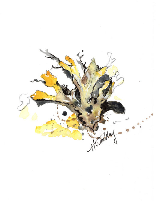 Bright yellow and brown sea kelp watercolour painting