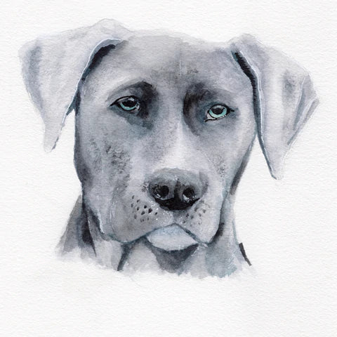 Pet Portrait Single Subject - Watercolour